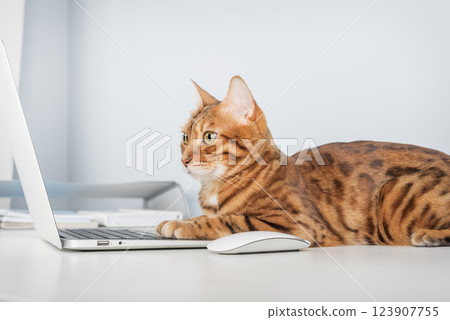 Bengal cat working at the computer. Bengal cat working at the computer. 123907755