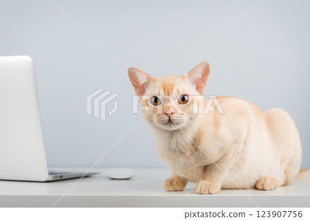 Cat works on computer at home or in office. 123907756