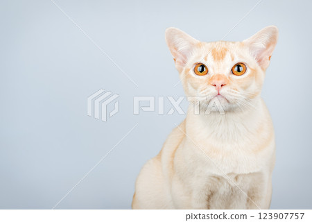 Sad domestic cat isolated. 123907757