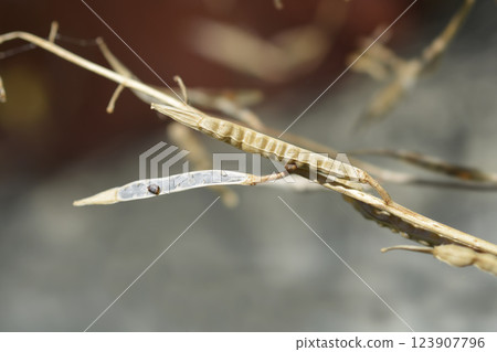 Salad rocket 123907796