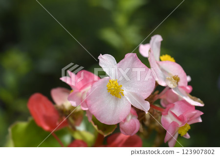 Begonia Big Begonia Big 123907802