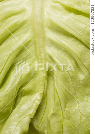 Butter lettuce leaf Butter lettuce leaf 123907821