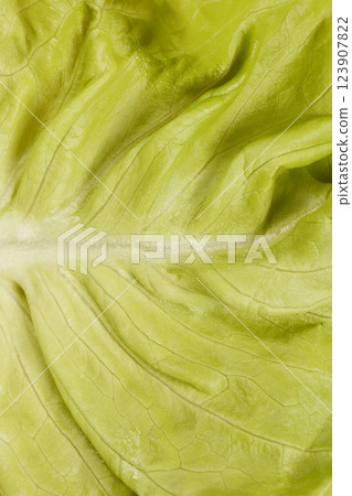 Butter lettuce leaf Butter lettuce leaf 123907822