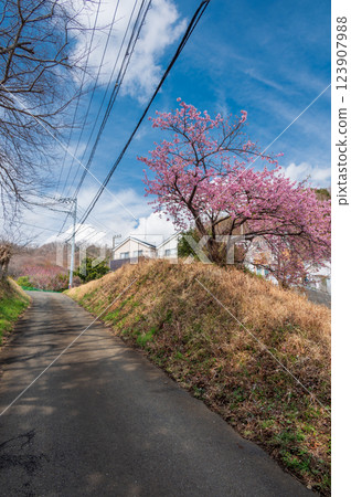 鶴卷溫泉：河津櫻花盛開的寧靜鄉間小山 123907988