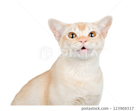 Burmese cat with wide open eyes and open mouth on white background.  123908317