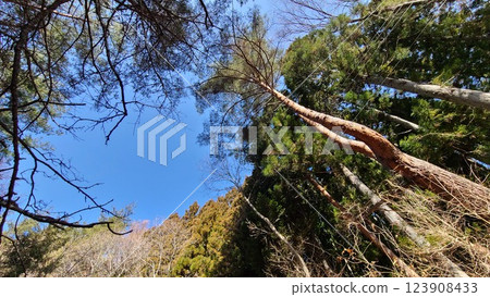 In the woods In the woods 123908433