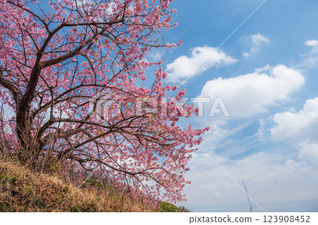 Scenery of Kawazu cherry blossoms in full bloom and blue sky 123908452