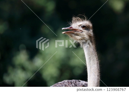 一隻美麗的雌性鴕鳥的外形 一隻美麗的雌性鴕鳥的外形 123908767