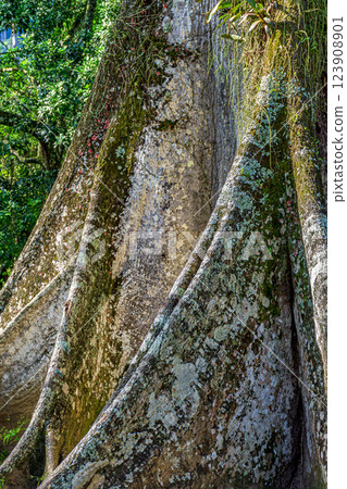 Large and strong roots Large and strong roots 123908901