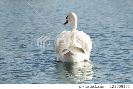 One mute swans ,Cygnus olor, swimming on a river in spring. Background for designers and interiors. 123909303