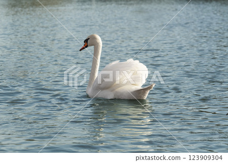 One mute swans ,Cygnus olor, swimming on a river in spring. Background for designers and interiors. 123909304