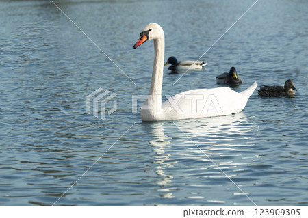 One mute swans ,Cygnus olor, swimming on a river in spring. Background for designers and interiors. 123909305