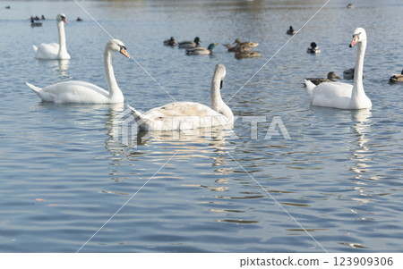 A group of mute swans ,Cygnus olor, swimming on a river in spring. Background for designers and interiors. 123909306