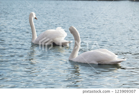 A group of mute swans ,Cygnus olor, swimming on a river in spring. Background for designers and interiors. 123909307