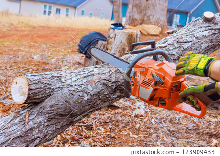 Municipal worker operates chainsaw to cut large tree trunk in rural area, after hurricane 123909433