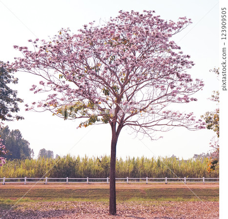 Full of blossom pink flowers blooming on every branches of the tree. Beautiful cherry blossom tree 123909505