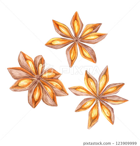 A set of three star anise pods in watercolor. Spices clipart. Perfect for seasonal designs, organic food branding, or adding a rustic touch to kitchenware packaging and holiday-themed products A set of three star anise pods in watercolor. Spices clipart. Perfect for seasonal designs, organic food branding, or adding a rustic touch to kitchenware packaging and holiday-themed products 123909999