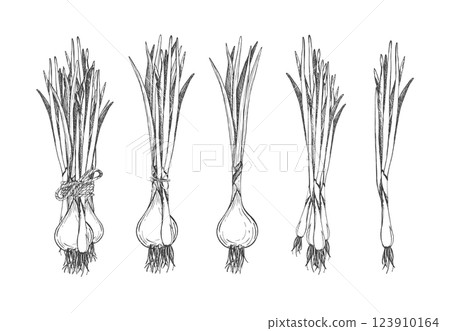 Set with onions. Bunch of green onions tied with rope and single object. Isolated Vector graphic illustration with white background. Onion feathers. For menu, packaging vegetables, harvest, seedling Set with onions. Bunch of green onions tied with rope and single object. Isolated Vector graphic illustration with white background. Onion feathers. For menu, packaging vegetables, harvest, seedling 123910164