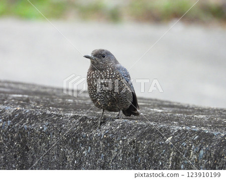 一隻雌性岩鶇站在堤壩上 123910199
