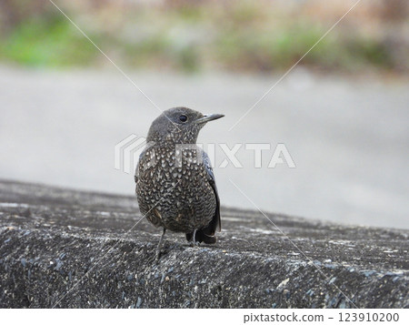 A female Rock Thrush standing on a dike A female Rock Thrush standing on a dike 123910200