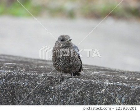 A female Rock Thrush standing on a dike A female Rock Thrush standing on a dike 123910201