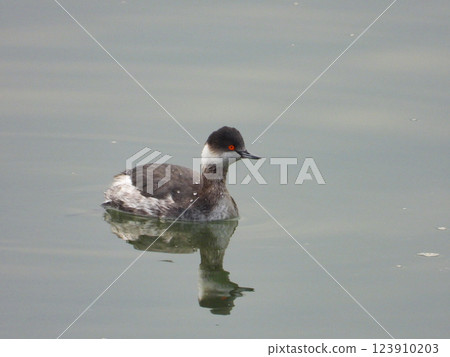 一隻鳳頭鸊鷉在海中游泳 123910203