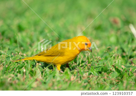 Bright yellow Saffron finch is looking for food on the grass. Bright yellow Saffron finch is looking for food on the grass. 123910357