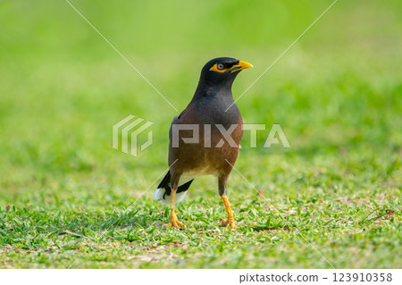 Common myna is foraging on the green grass in tropical garden. Common myna is foraging on the green grass in tropical garden. 123910358