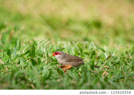 Tropical bird Common waxbill is feeding in lawn grass. Tropical bird Common waxbill is feeding in lawn grass. 123910359