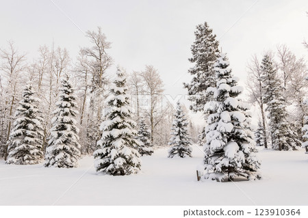 Rural winter scene in woodland with snowy white trees. Rural winter scene in woodland with snowy white trees. 123910364