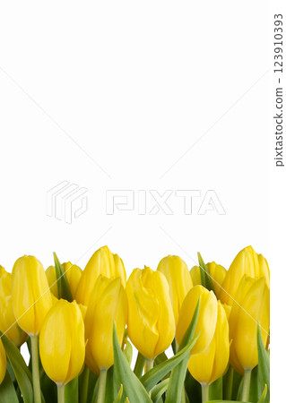 Minimalistic card with yellow tulips on white background. Minimalistic card with yellow tulips on white background. 123910393