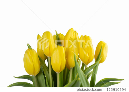 Minimalistic card with yellow tulips on white background. 123910394