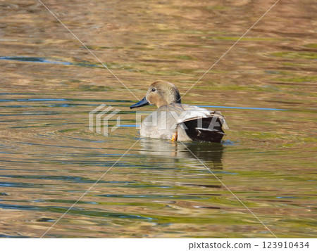 一隻雄性蘆葦鴨在河裡游泳 123910434