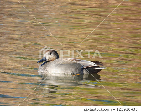 一隻雄性蘆葦鴨在河裡游泳 123910435