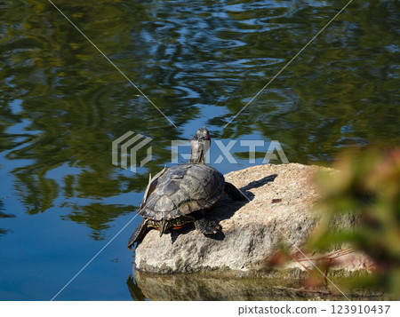 Red-eared slider turtle shedding 123910437