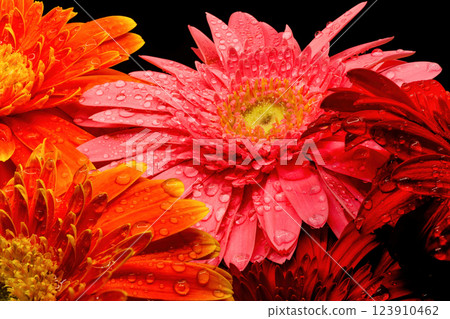 Gerbera flowers with water drops on black background Gerbera flowers with water drops on black background 123910462