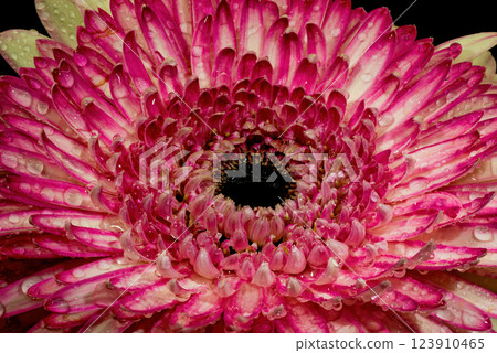 Gerbera flowers with water drops on black background Gerbera flowers with water drops on black background 123910465