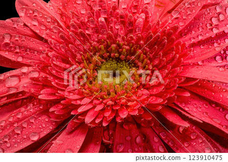 Gerbera flowers with water drops on black background 123910475