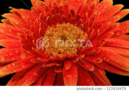 Gerbera flowers with water drops on black background Gerbera flowers with water drops on black background 123910478