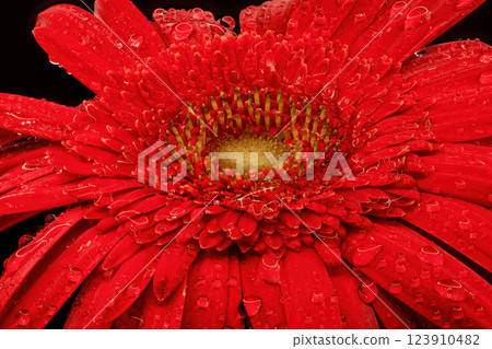 Gerbera flowers with water drops on black background 123910482