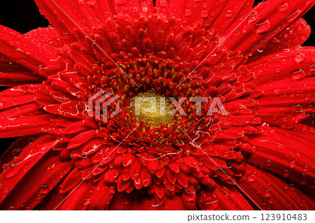 Gerbera flowers with water drops on black background 123910483