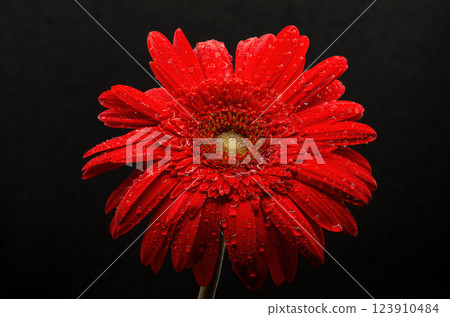 Gerbera flowers with water drops on black background Gerbera flowers with water drops on black background 123910484