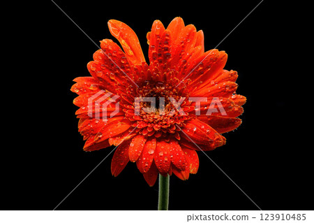 Gerbera flowers with water drops on black background Gerbera flowers with water drops on black background 123910485