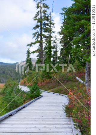 Alpine meadow with trees in fall with wooden boardwalk trail. 123910512