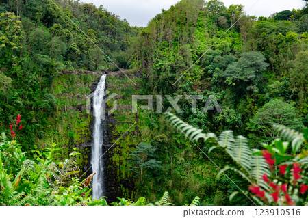 High Akaka waterfall in the rainforest jungles in Hawaii island. 123910516