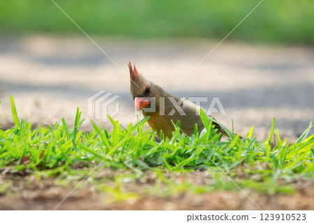 Female Northern cardinal is feeding on the ground in green grass. Female Northern cardinal is feeding on the ground in green grass. 123910523