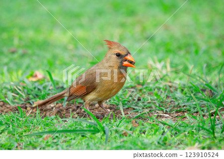 Female Northern cardinal is feeding on the ground in green grass. Female Northern cardinal is feeding on the ground in green grass. 123910524