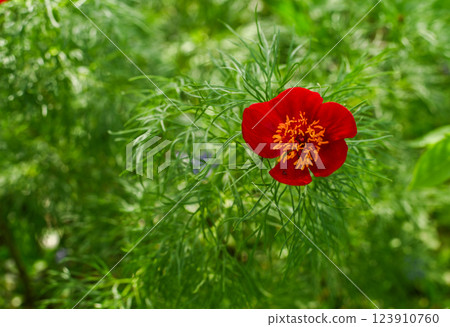 a single beautiful red narrow-leaved peony. Paeonia Tenuifolia grows in nature. floral background 123910760