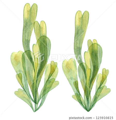 Two sea grapes algae illustrations in yellow green colors. Watercolor kelp, seaweed with delicate leaves for underwater and coastal projects, sea life themes, packaging and printed materials 123910815