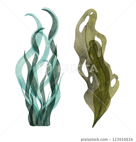 Light blue and green watercolor seaweed clipart with long, wavy leaves. Laminaria, kelp sea plants. Isolated algae illustration with underwater life for aquatic or coastal designs, packaging, posters Light blue and green watercolor seaweed clipart with long, wavy leaves. Laminaria, kelp sea plants. Isolated algae illustration with underwater life for aquatic or coastal designs, packaging, posters 123910816